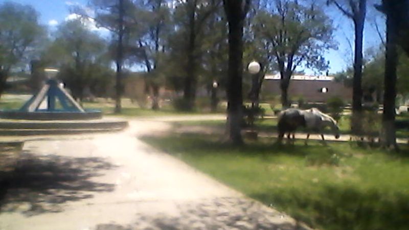 Preocupan los animales sueltos en El Alto