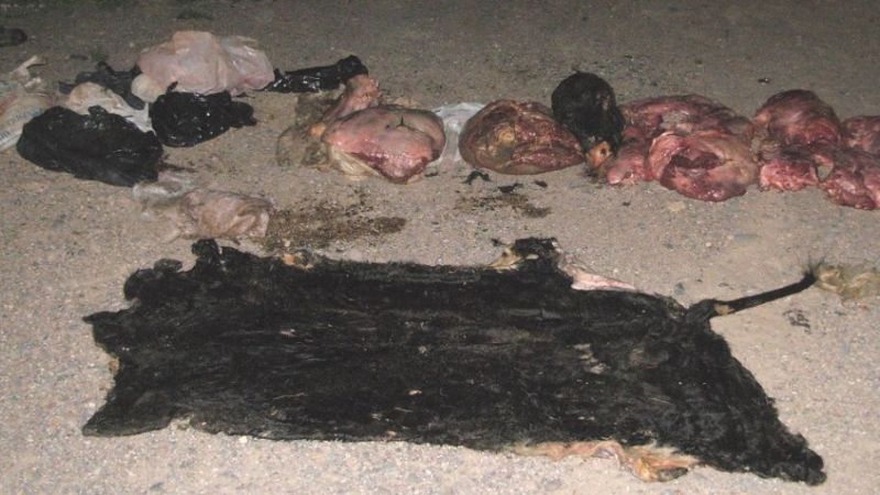 Secuestran siete animales vacunos y aprehenden a dos sujetos en Belén