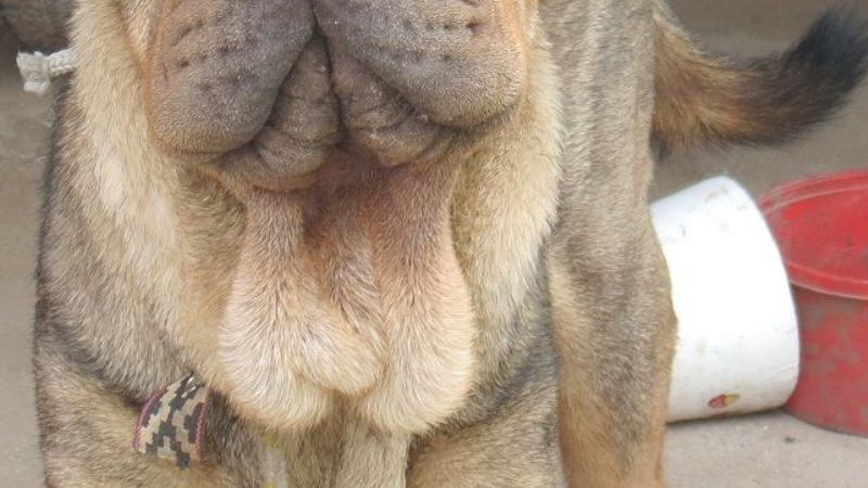 Encontraron un perro de raza abandonado en el barrio El Jumeal