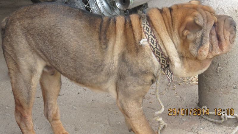 Encontraron un perro de raza abandonado en el barrio El Jumeal