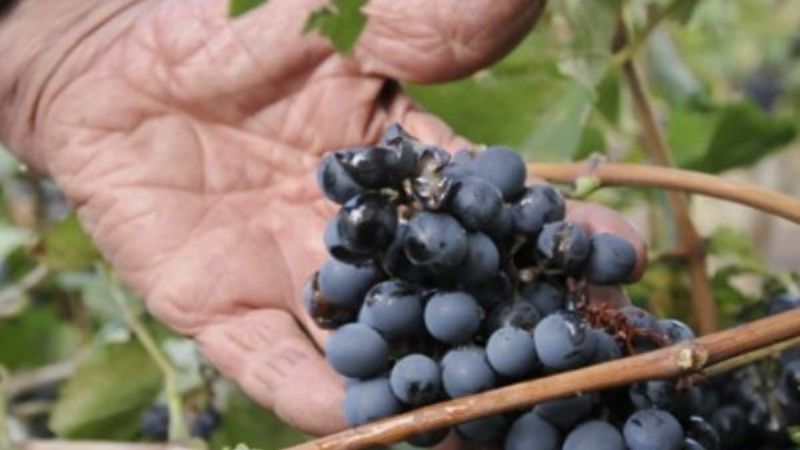 Tinogasteños perdieron el 80 por ciento de su producción