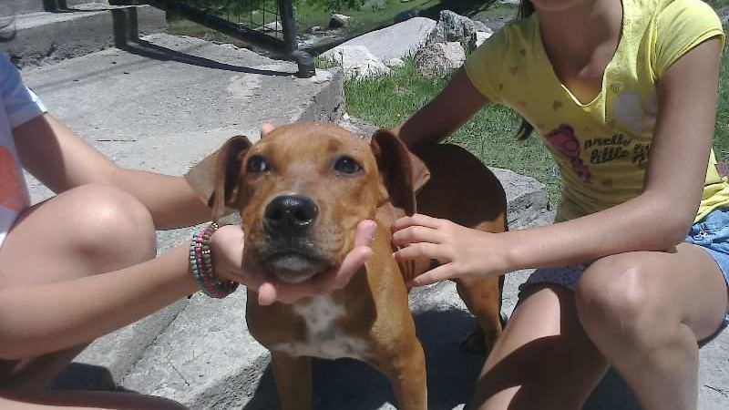 Vacunación masiva de mascotas en El Rodeo