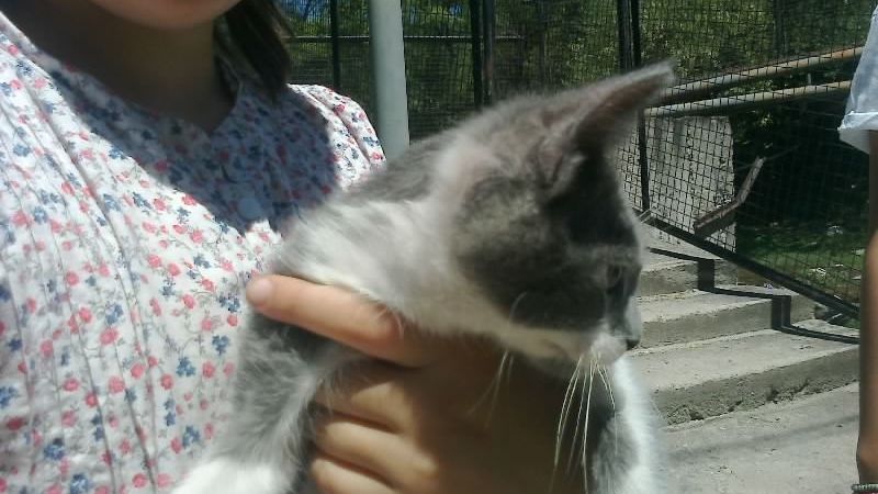 Vacunación masiva de mascotas en El Rodeo