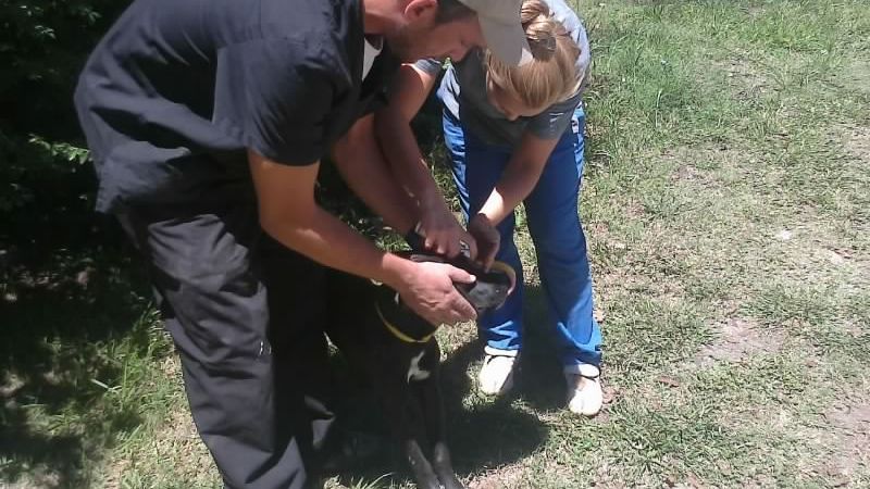 Vacunación masiva de mascotas en El Rodeo