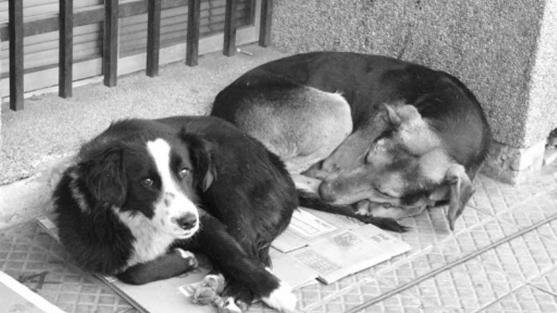 Concientización a vecinos para el cuidado de animales