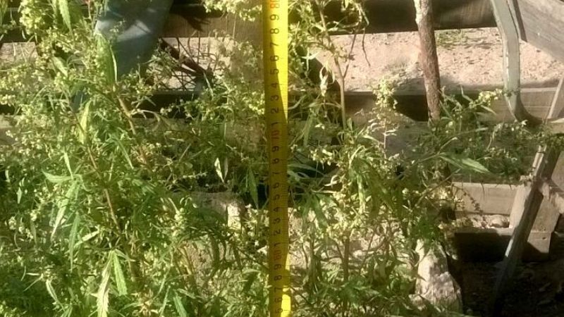 Secuestran importante cantidad de marihuana en Recreo