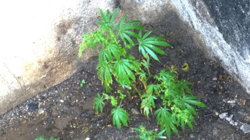 Incautan 7 plantas de marihuana en Valle Viejo