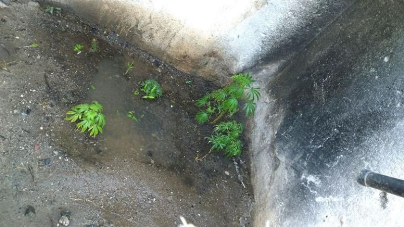 Incautan 7 plantas de marihuana en Valle Viejo