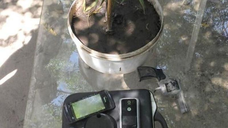 Incautan 7 plantas de marihuana en Valle Viejo