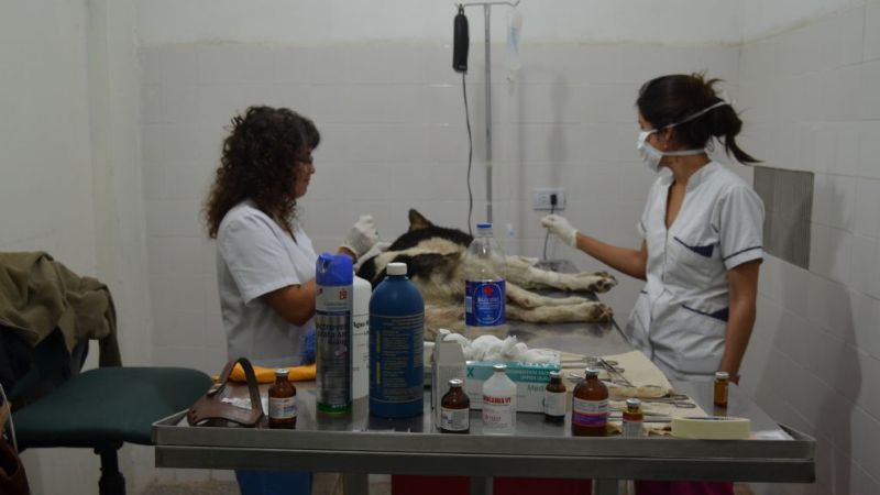 Castración en Valle Viejo