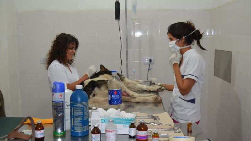 Castración en Valle Viejo