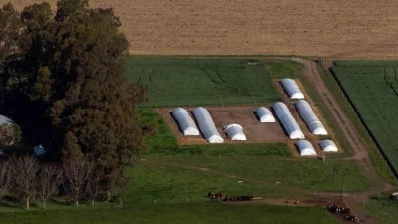 La mitad de la cosecha de granos está retenida por los productores