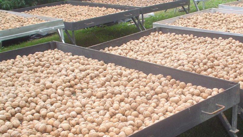 Jornada de cosecha, pos cosecha y comercialización de nuez