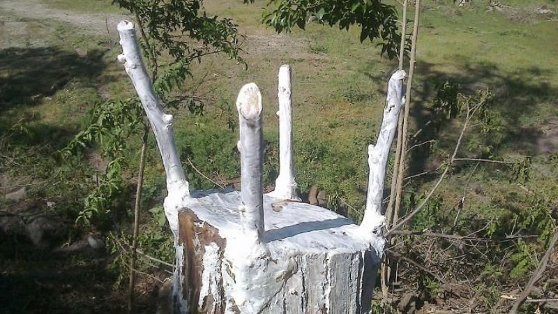 Campaña de recambio varietal en nogal