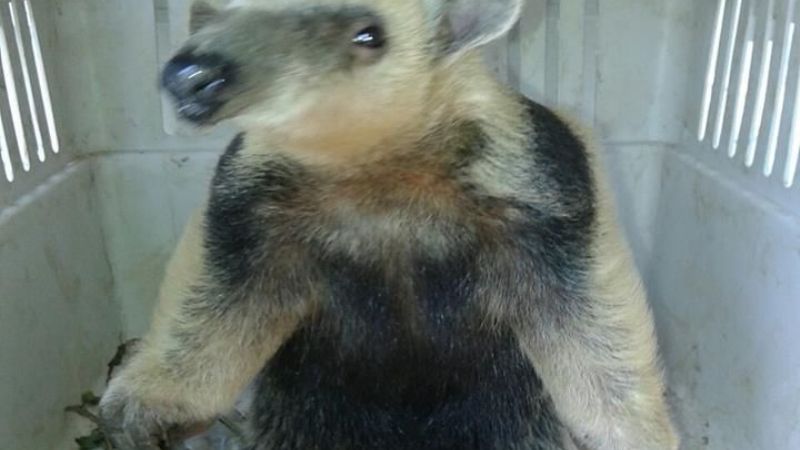 Liberación de Oso Melero a su hábitat natural