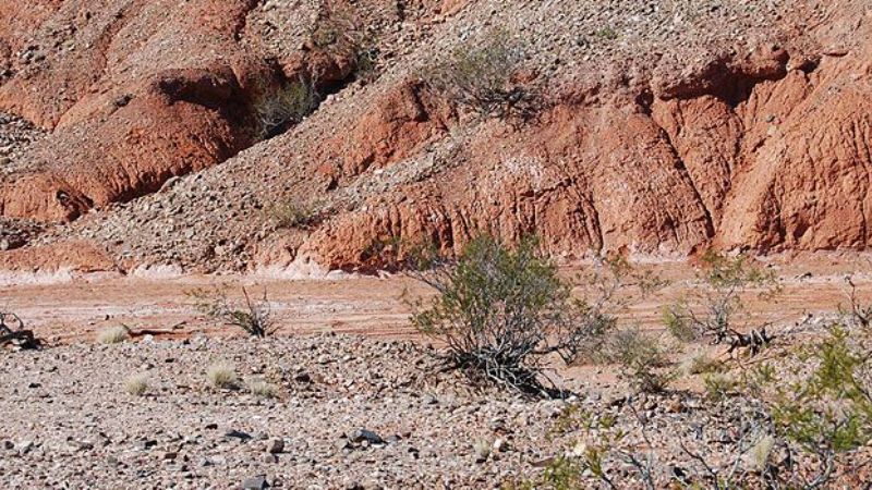 Encontraron un cementerio de animales de 200 millones de años de antigüedad