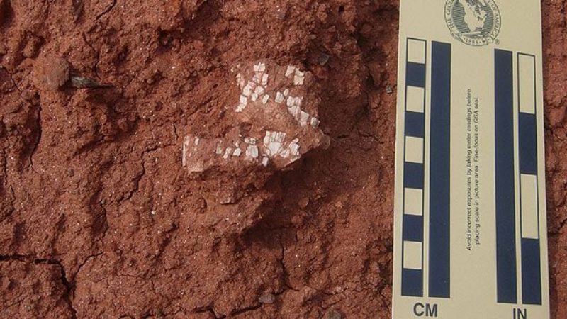 Encontraron un cementerio de animales de 200 millones de años de antigüedad