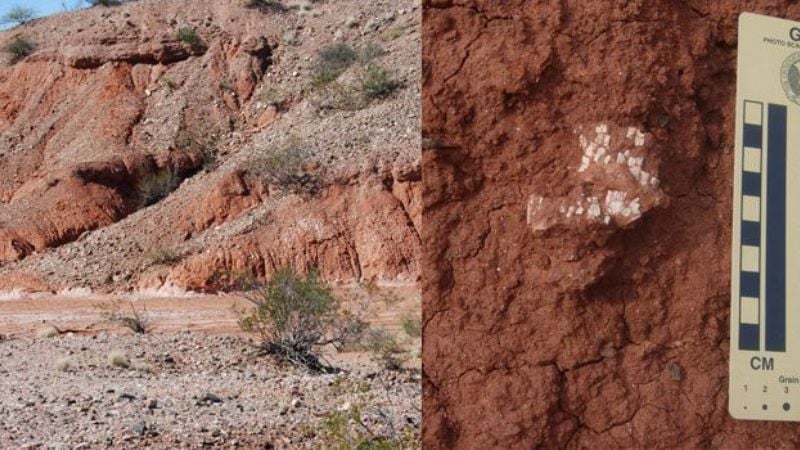 Encontraron un cementerio de animales de 200 millones de años de antigüedad