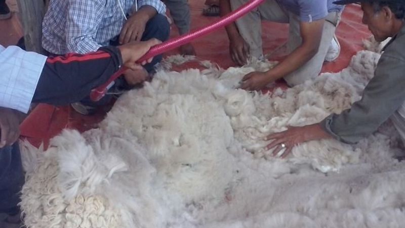 Se realizan capacitaciones en esquila de llamas y ovinos en “La Hoyada”