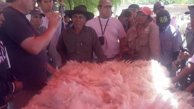 Se realizan capacitaciones en esquila de llamas y ovinos en “La Hoyada”