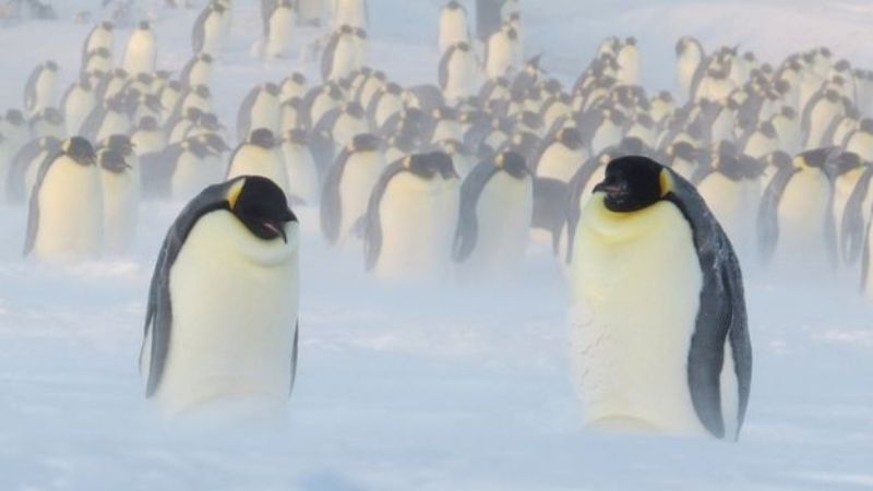 Realizan un censo de pingüinos emperadores en la Antártida