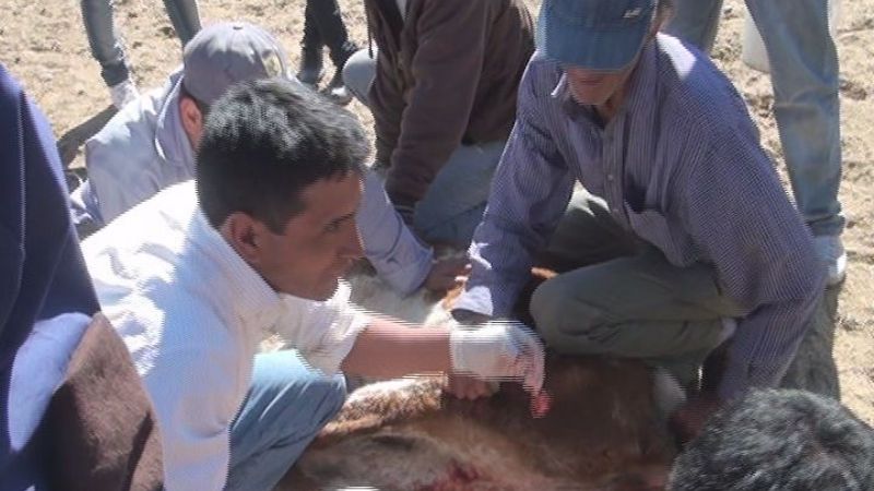 Capacitación sobre castración y descorne bovino en Punta de Balasto