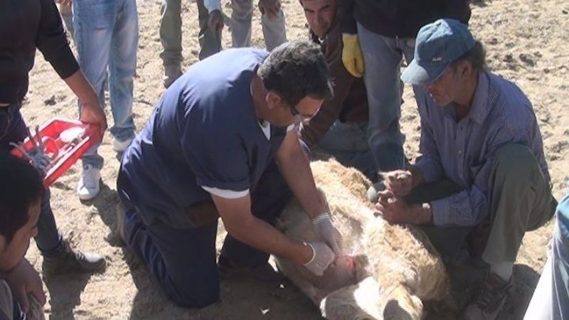 Capacitación sobre castración y descorne bovino en Punta de Balasto