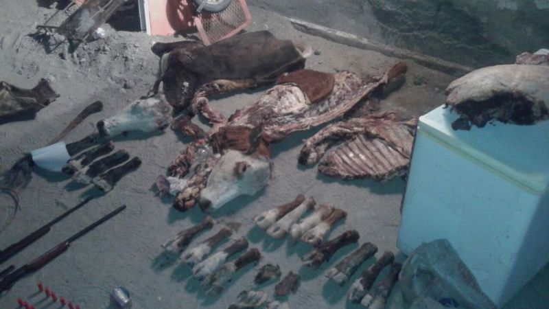 Incautan 600 kilos de carne vacuna, armas y otros elementos en Recreo