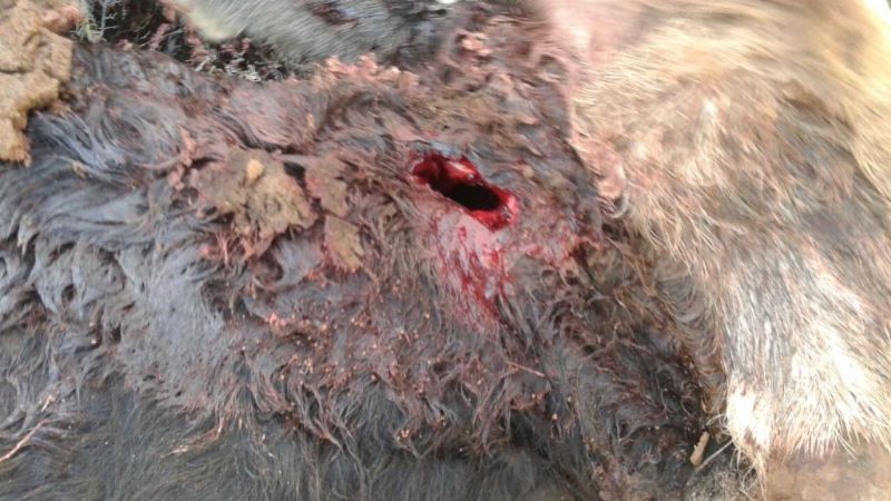 Incautan 600 kilos de carne vacuna, armas y otros elementos en Recreo