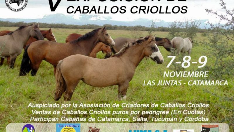 Se viene la V Exposición de caballos criollos