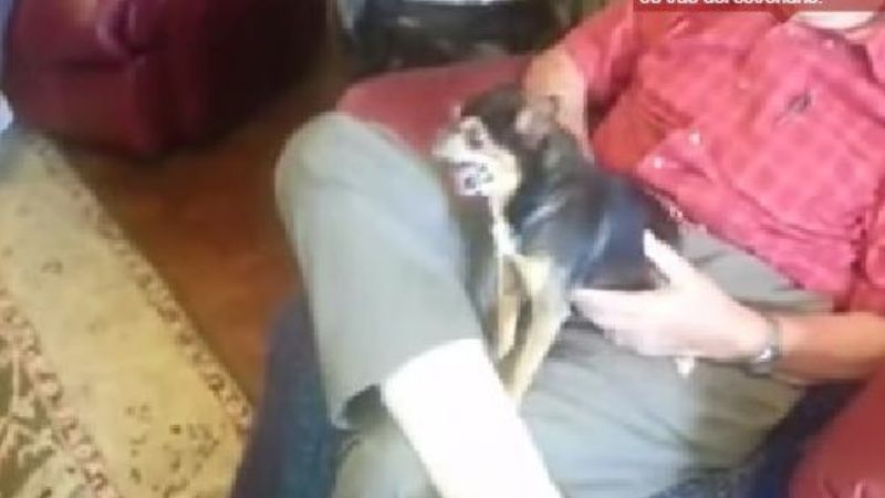 El perro que "se hace el muerto" por el miedo al vecino