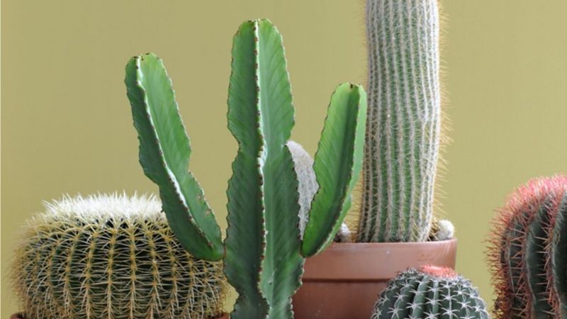 Catamarca expones sus Cactus y Crasas