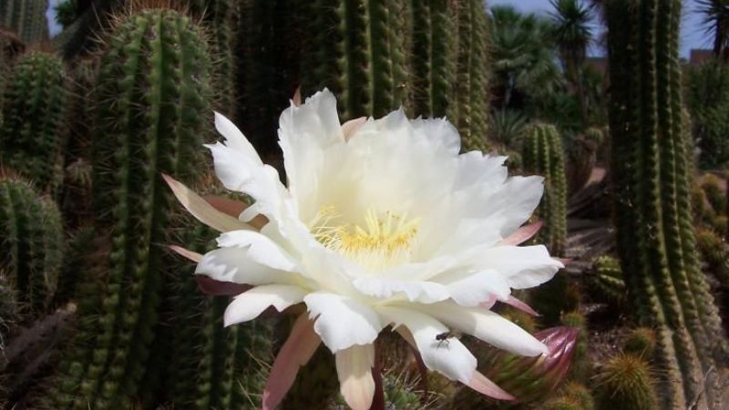 Expo Cactus 2014 en el Museo Histórico