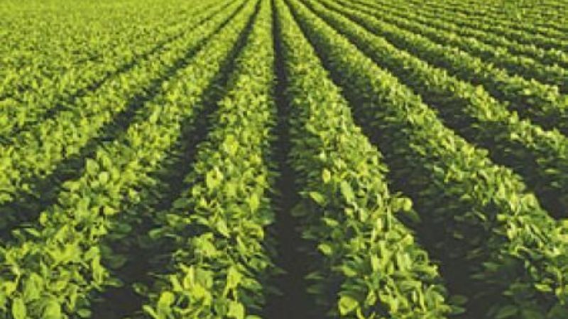 Récord: La cosecha de yerba llegó al récord de 730 millones de kilos