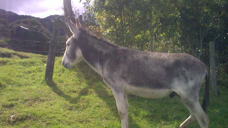 Falleció un niño en Santa María tras caer de un burro
