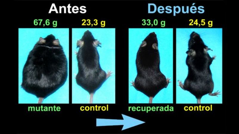 Genes, ratones y placeres culinarios
