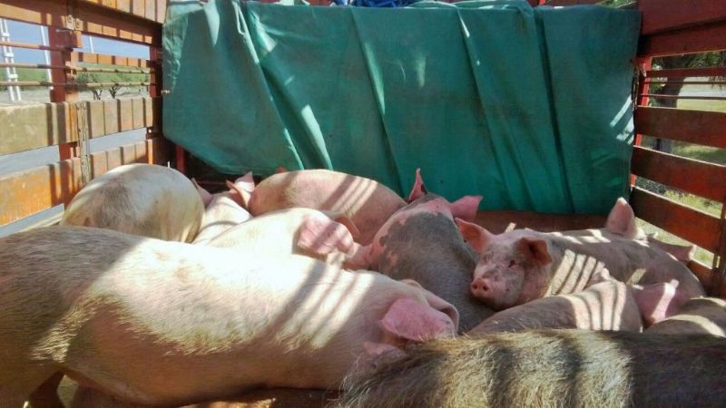 Secuestran animales porcinos en la ruta 33