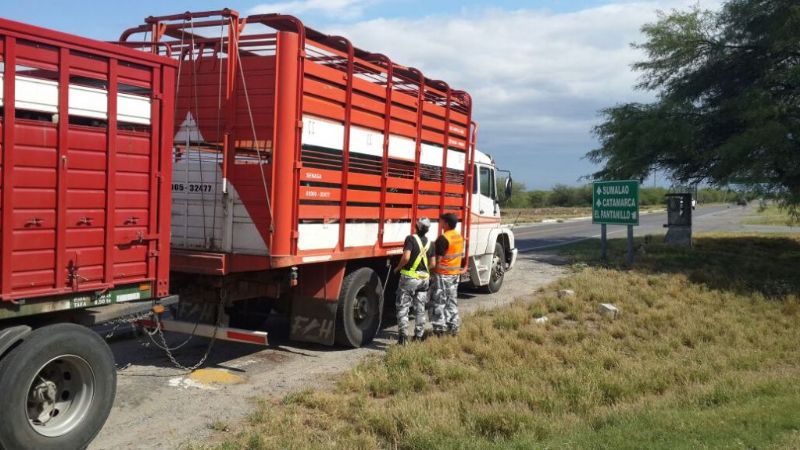 Secuestran animales porcinos en la ruta 33