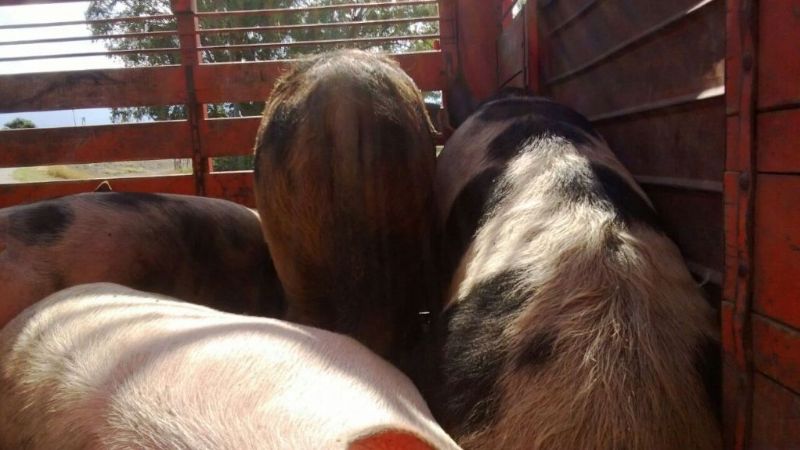 Secuestran animales porcinos en la ruta 33