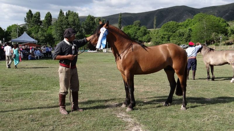 Resultados Expo C de Caballos Criollos Catamarca 2014