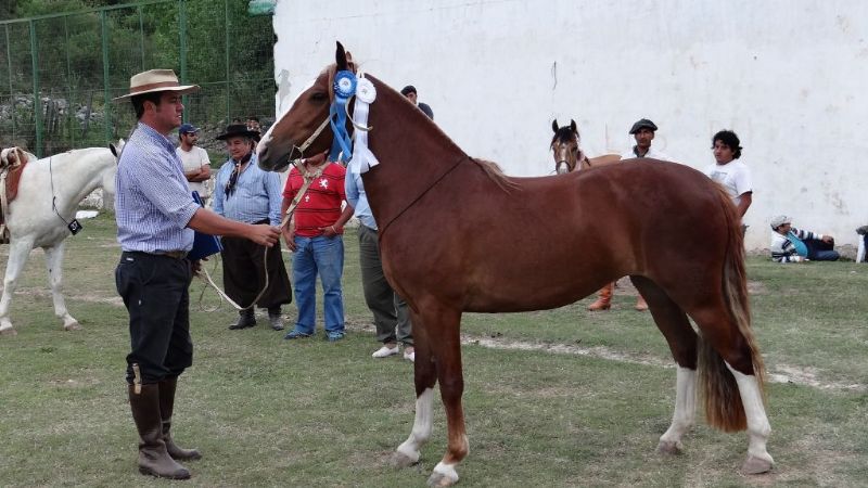 Resultados Expo C de Caballos Criollos Catamarca 2014