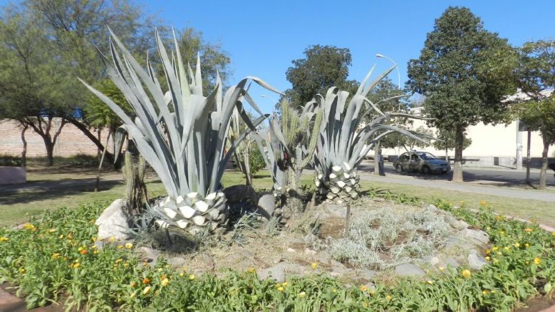 La Capital y la Facultad de Ciencias Agrarias censarán la evolución del arbolado