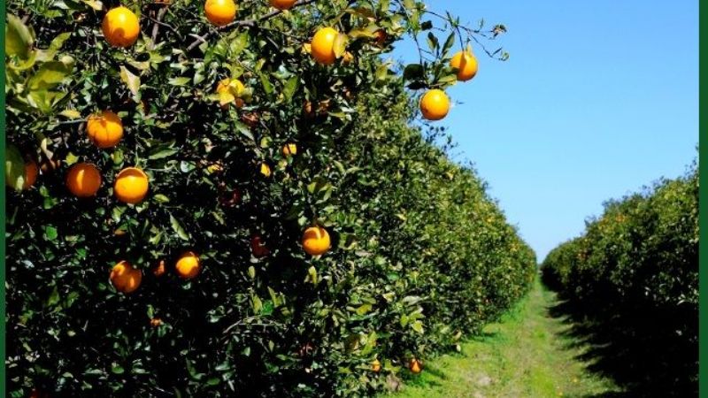 Destruyen 3200 plantas de naranja por falta de documentación en Jujuy