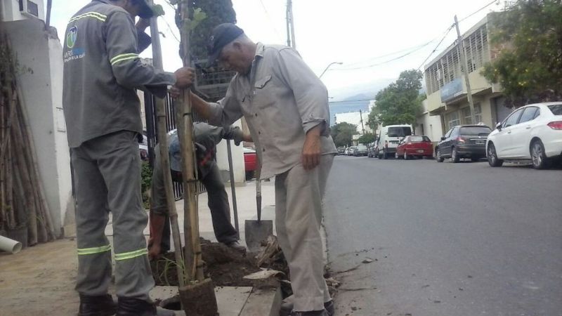 "Yo adopto un árbol", con gran adhesión en el casco céntrico