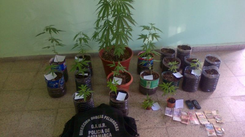 Secuestran 20 macetas con plantines de marihuana