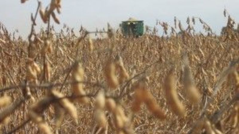 La agricultura se torna inviable en los campos del NOA