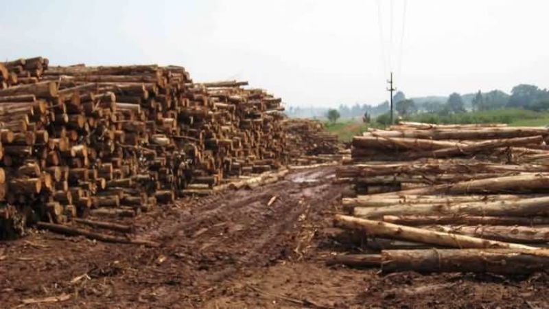 La industria de la madera registra caídas de hasta 40%