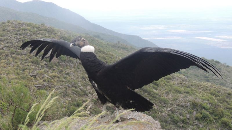 Liberan otro cóndor andino