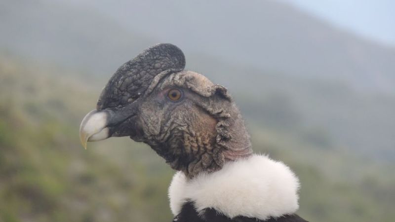 Liberan otro cóndor andino