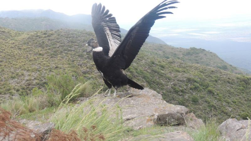 Liberan otro cóndor andino